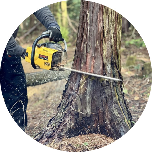 サービス紹介伐採