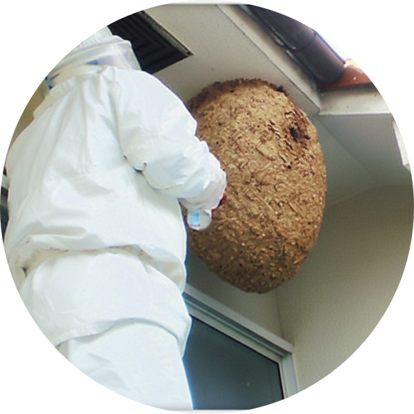 サービス紹介害虫駆除