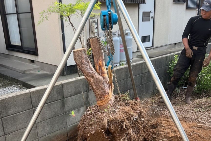 メニュー抜根の写真