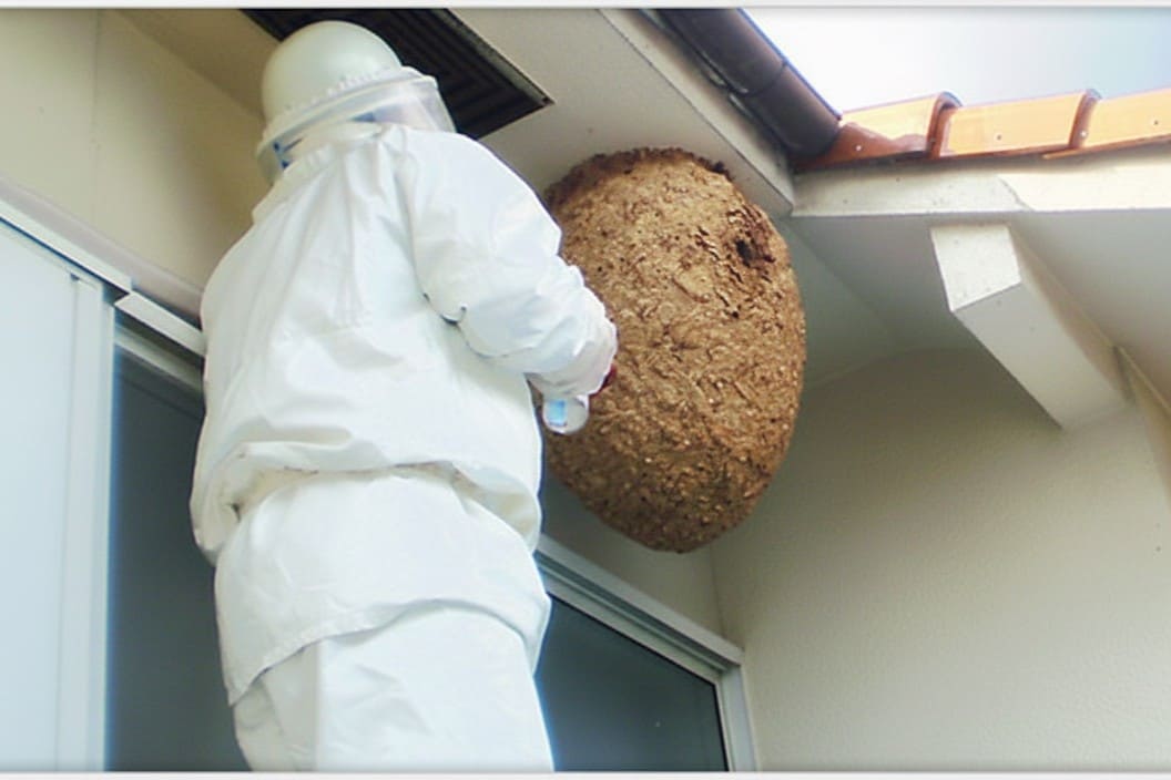 メニュー害虫駆除の写真