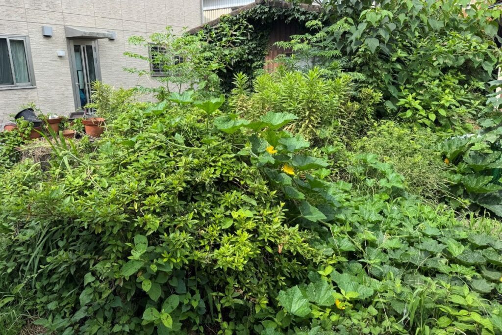 丹波草刈り作業前の写真
